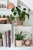 Potted plants on white modular shelves on wall below staircase