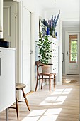 Pale wooden floor and potted plant on bentwood chair in hallway