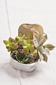 Small arrangement of Crassula and Sempervivum in gravel in an empty fish can