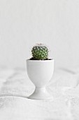 Small cactus planted in eggcup on white linen cloth