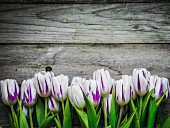Violett-weiße Tulpen auf Holzuntergrund