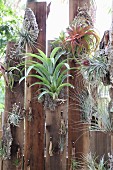 Tillandsia air plants hung on wooden board fence
