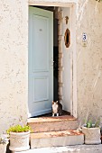 Cat standing in open front door