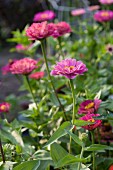 Pink zinnias in cottage garden