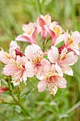 Water droplets on pink-flowering Peruvian lily (Alstroemeria)