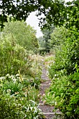 Gravel path with wooden steps leading through flowering garden