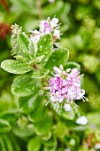 Delicate pale-lilac flowers and lush green leaves covered in water droplets