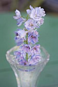 Pale lilac delphinium flower spike arranged in glass vase