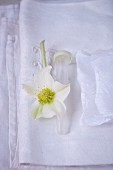 A Christmas rose on a white tablecloth