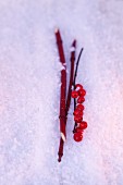Holly berries and a red dogwood twig in snow