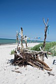 Driftwood sculpture on Prerow beach (Baltic sea, Germany)