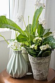 White African violet (Streptocarpus) and Flaming Katy (Calandiva) in planters