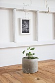 Strawberry plant in concrete pot in front of St. Valentine's Day greeting on blackboard hung on wall