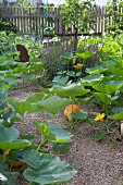 Pumpkin plants in idyllic cottage garden