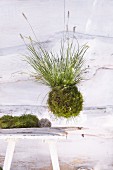 A hanging plant ball made from moss and fountain grass