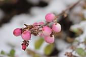 Branch of pink snowberries