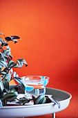 Houseplant and glass on tray table against orange wall