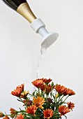 A watering can attachment for bottles for watering flowers
