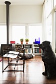 Black dog statue and slimline metal chairs in front of shelves and log burner below bank of windows