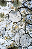 Upcycling: granny's doilies hung from blossoming cherry tree as dream catchers