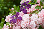 Purple clematis and pink climbing rose in garden