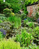Aquatic plants in pond in garden with brick and stone façade to one side