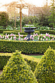 Tulips and box bushes in topiary garden