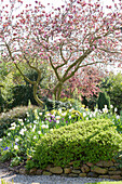 Blühende Magnolie im Frühlingsgarten mit Natursteinmauer