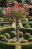 Tree with braided trunk in topiary garden with box balls and hedges