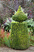 Topiary box bush in autumnal garden