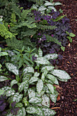 Plants with variegated and colourful leaves in bed of chipped bark mulch