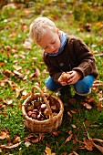 Young boy collecting conkers in basket