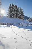 Schneelandschaft mit Tierspuren und Sonnenlicht