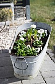 White bellis planted in zinc tub on paved floor outdoors
