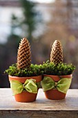 Two terracotta pots decorated with green ribbons, moss and pine cones