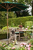 Dog sitting below parasol on terrace with garden table and chairs in background