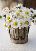 Daisies in a flower pot