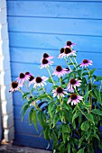 Purple coneflowers (Echinacea) in front of blue shed