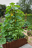 Pumpkin plant growing in raised bed edged by woven iron rods
