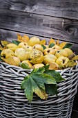 Old basket full of quinces