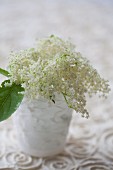 Elderflower umbel in vase