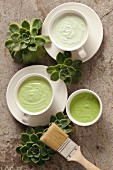 Green creamy paints in white ceramic teacups arranged with succulents and paintbrush