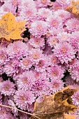 Rosa Chrysanthemen und herbstliche Ahornblätter