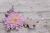 Rosa Chrysanthemenblüte und Eichenblätter auf rustikalem Holzuntergrund