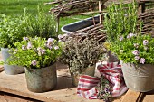 Various herbs in vintage containers on table outdoors