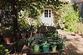 Pflanzentöpfe mit Agaven auf Gartentische