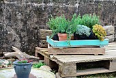 Various potted herbs in old plant tray on rustic wooden pallet against stone wall