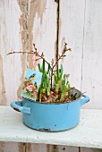 Easter greetings card amongst sprouting hyacinth bulbs planted in old pale blue saucepan