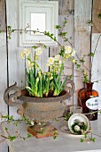Vintage-style Easter arrangement of narcissus in urn, vintage coffee cup, moss and egg