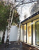 Silver birches in modern courtyard of bungalow with glass wall